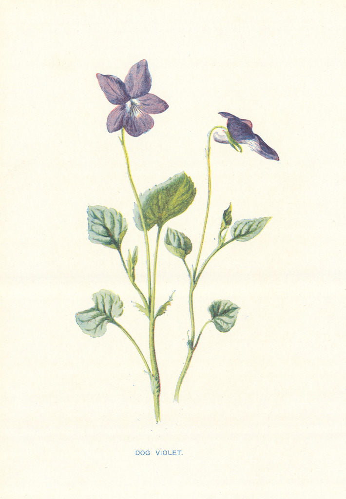Dog Violet. Wild Flowers by Frederick Edward Hulme c1895 old antique print